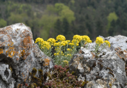 Alyssum montanum, Alysson des montagnes