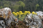 Alyssum montanum, Alysson des montagnes