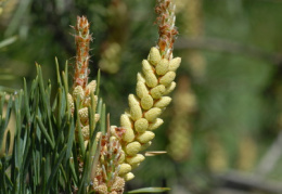 Pinus sylvestris, Pin sylvestre