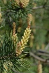 Pinus sylvestris, Pin sylvestre