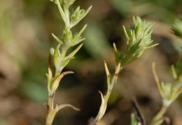 Scleranthus annuus subsp. verticillatus, Gnavelle verticillée