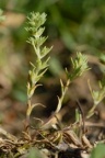 Scleranthus annuus subsp. verticillatus, Gnavelle verticillée