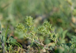 Scleranthus annuus subsp. verticillatus, Gnavelle verticillée