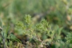 Scleranthus annuus subsp. verticillatus, Gnavelle verticillée