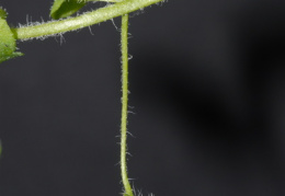 Veronica hederifolia subsp. lucorum, Véronique des bois