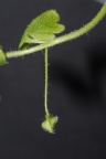 Veronica hederifolia subsp. lucorum, Véronique des bois