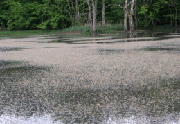 Potamogeton crispus, Potamot crépu