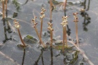 Potamogeton crispus, Potamot crépu