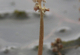 Potamogeton crispus, Potamot crépu