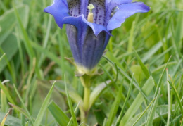 Gentiana acaulis, Gentiane de Koch