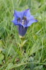 Gentiana acaulis, Gentiane de Koch