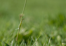 Luzula campestris, Luzule des champs