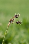 Luzula campestris, Luzule des champs