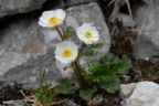Ranunculus alpestris, Renoncule alpestre