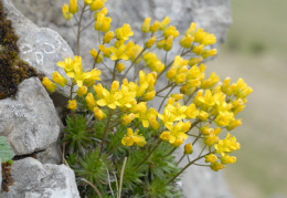 Draba aizoides, Drave aïzoon