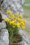 Draba aizoides, Drave aïzoon