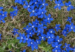 Gentiana verna, Gentiane printanière