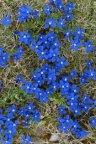 Gentiana verna, Gentiane printanière