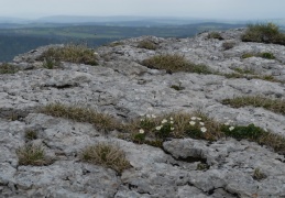 Ranunculus alpestris, Renoncule alpestre