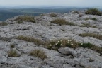 Ranunculus alpestris, Renoncule alpestre