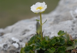 Ranunculus alpestris, Renoncule alpestre