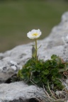 Ranunculus alpestris, Renoncule alpestre