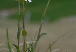 Thlaspi montanum, Tabouret des montagnes