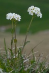 Thlaspi montanum, Tabouret des montagnes