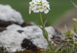 Thlaspi montanum, Tabouret des montagnes