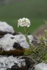 Thlaspi montanum, Tabouret des montagnes