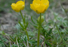 Ranunculus carinthiacus, Renoncule de Carinthie