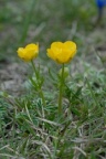Ranunculus carinthiacus, Renoncule de Carinthie