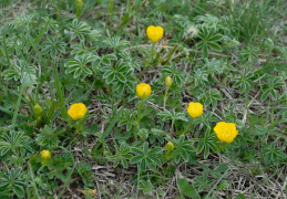 Ranunculus carinthiacus, Renoncule de Carinthie