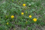 Ranunculus carinthiacus, Renoncule de Carinthie