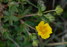 Potentilla crantzii, Potentille de Crantz