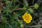 Potentilla crantzii, Potentille de Crantz