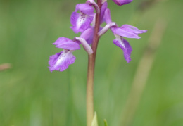 Orchis mascula, Orchis mâle