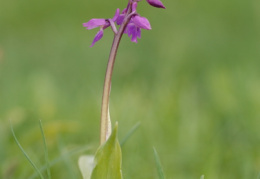 Orchis mascula, Orchis mâle