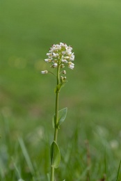 Thlaspi caerulescens, Tabouret bleuâtre