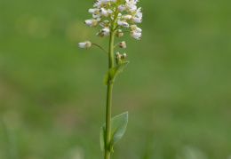 Thlaspi caerulescens, Tabouret bleuâtre