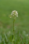Thlaspi caerulescens, Tabouret bleuâtre