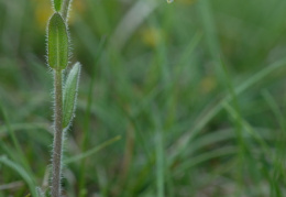 Arabis ciliata, Arabette ciliée