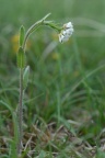 Arabis ciliata, Arabette ciliée