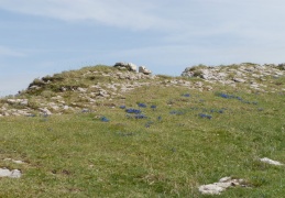 Gentiana verna, Gentiane printanière