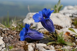 Gentiana clusii, Gentiane de Clusius