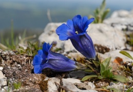 Gentiana clusii, Gentiane de Clusius