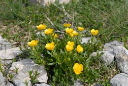 Ranunculus montanus, Renoncule des montagnes