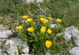 Ranunculus montanus, Renoncule des montagnes