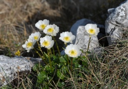 Ranunculus alpestris, Renoncule alpestre