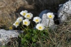 Ranunculus alpestris, Renoncule alpestre